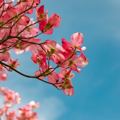 blossom-4151081_1280